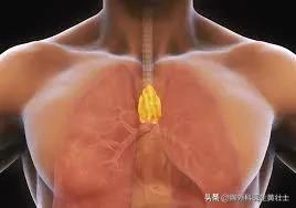 胸腺瘤长在人体的什么位置，胸腺瘤长在人体的什么位置图片